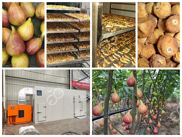 fig-drying-machine